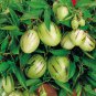 20 PCS Seeds Melon Pepion (Solanium Muricata) Organic Heirloom
