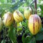 20 PCS Seeds Melon Pepion (Solanium Muricata) Organic Heirloom