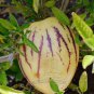 20 PCS Seeds Melon Pepion (Solanium Muricata) Organic Heirloom