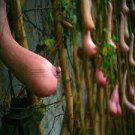 100 PCS Seeds Melon seeds Vietnam milk as a woman's