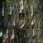 100 PCS Seeds Melon seeds Vietnam milk as a woman's