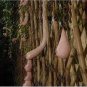 100 PCS Seeds Melon seeds Vietnam milk as a woman's