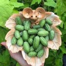 100 PCS Seeds Melothria scabra Cucamelon Mouse Melon