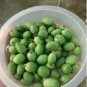100 PCS Seeds Melothria scabra Cucamelon Mouse Melon