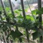 100 PCS Seeds Melothria scabra Cucamelon Mouse Melon