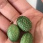 100 PCS Seeds Melothria scabra Cucamelon Mouse Melon