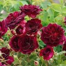 50 PCS Seeds Memphis Music American Rose Shrub Flower 50 PCS Seeds Memphis Music American Rose Shrub Flower