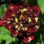 50 PCS Seeds Memphis Music American Rose Shrub Flower
