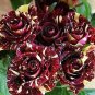 50 PCS Seeds Memphis Music American Rose Shrub Flower