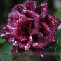 50 PCS Seeds Memphis Music American Rose Shrub Flower