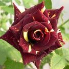 500 PCS Seeds MEMPHIS MUSIC MINIFLORA ROSE 500 PCS Seeds MEMPHIS MUSIC MINIFLORA ROSE