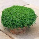 50 PCS Seeds Mentha Requienii Seeds Mint Plant Bonsai Flower