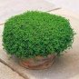 50 PCS Seeds Mentha Requienii Seeds Mint Plant Bonsai Flower