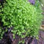 50 PCS Seeds Mentha Requienii Seeds Mint Plant Bonsai Flower