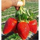 100 PCS Seeds Merlan F1 Strawberry