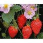 100 PCS Seeds Merlan F1 Strawberry