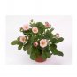 100 PCS Seeds Merlan F1 Strawberry