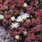 100 PCS Seeds Mesembryanthemum Crystallinum Crystalline Ice Plant 100 PCS Seeds Mesembryanthemum Crystallinum Crystalline Ice Plant