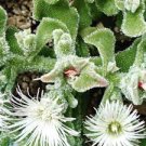 100 PCS Seeds Mesembryanthemum Crystallinum Seeds Hybrid F1 100 PCS Seeds Mesembryanthemum Crystallinum Seeds Hybrid F1