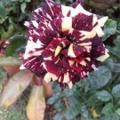 500 PCS Seeds MEMPHIS MUSIC MINIFLORA ROSE 500 PCS Seeds MEMPHIS MUSIC MINIFLORA ROSE