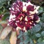 500 PCS Seeds MEMPHIS MUSIC MINIFLORA ROSE