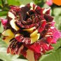 500 PCS Seeds MEMPHIS MUSIC MINIFLORA ROSE
