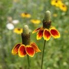 20 PCS Seeds Mexican Hat Ratibida Echinacea Purpurea Cornflowers