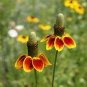 20 PCS Seeds Mexican Hat Ratibida Echinacea Purpurea Cornflowers