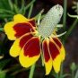 20 PCS Seeds Mexican Hat Ratibida Echinacea Purpurea Cornflowers