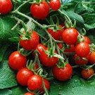 100 PCS Seeds Mexico Midget Tomato