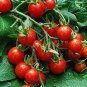 100 PCS Seeds Mexico Midget Tomato