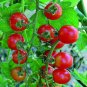 100 PCS Seeds Mexico Midget Tomato