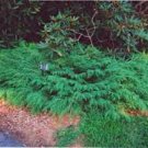 100 PCS Seeds Microbiota Decussata Siberian Carpet Cypress Arborvitae Flower Bonsai