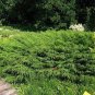 100 PCS Seeds Microbiota Decussata Siberian Carpet Cypress Arborvitae Flower Bonsai
