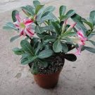 2 PCS Seeds Middle Colorful Grafting Adenium Obesum Desert Rose