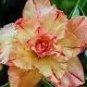 2 PCS Seeds Middle Colorful Grafting Adenium Obesum Desert Rose
