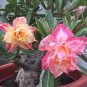 2 PCS Seeds Middle Colorful Grafting Adenium Obesum Desert Rose