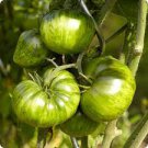 300 PCS Seeds Middle Green Tomato with Dark Green Stripe Original 300 PCS Seeds Middle Green Tomato with Dark Green Stripe Original