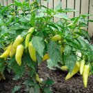 380 PCS Seeds Middle Long Yellow Hot Pepper Chili Vegetable
