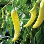 380 PCS Seeds Middle Long Yellow Hot Pepper Chili Vegetable