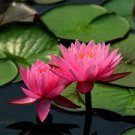 1 PCS Seeds Middle Pink FUYANG Water Lily Pond Flower 1 PCS Seeds Middle Pink FUYANG Water Lily Pond Flower