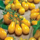 300 PCS Seeds Middle Yellow Tomato with Light Yellow Stripe Organic 300 PCS Seeds Middle Yellow Tomato with Light Yellow Stripe Organic