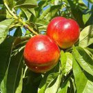 2 PCS Seeds Middle-sized Nectarine Smooth-skinned Peach Fruit 2 PCS Seeds Middle-sized Nectarine Smooth-skinned Peach Fruit