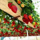 100 PCS Seeds Middle-sized Red Climbing Strawberry Fruits 100 PCS Seeds Middle-sized Red Climbing Strawberry Fruits