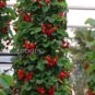 100 PCS Seeds Middle-sized Red Climbing Strawberry Fruits