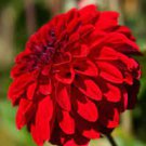 50 PCS Seeds Middle-sized Red Dahlia Shrub Perennial Flower 50 PCS Seeds Middle-sized Red Dahlia Shrub Perennial Flower