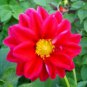 50 PCS Seeds Middle-sized Red Dahlia Shrub Perennial Flower