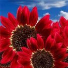 15 PCS Seeds Middle-sized Red Fortune Sunflower Bonsai 15 PCS Seeds Middle-sized Red Fortune Sunflower Bonsai