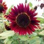 15 PCS Seeds Middle-sized Red Fortune Sunflower Bonsai