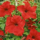 60 PCS Seeds Middle-sized Rose Red Garden Petunia Annual Flower 60 PCS Seeds Middle-sized Rose Red Garden Petunia Annual Flower